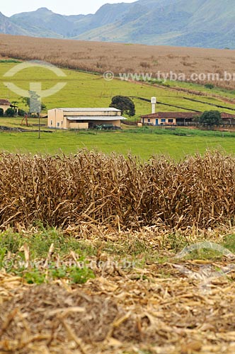  Subject: Corn plantation on a farm in the surrounding of Canastra Mountain Range / Place: Sao Joao Batista do Gloria city - Minas Gerais state (MG) - Brazil / Date: 03/2013 
