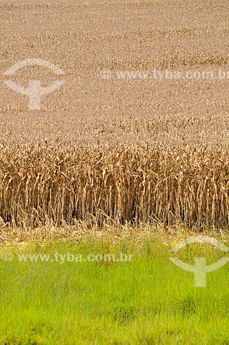  Subject: Corn plantation on a farm in the surrounding of Canastra Mountain Range / Place: Sao Joao Batista do Gloria city - Minas Gerais state (MG) - Brazil / Date: 03/2013 