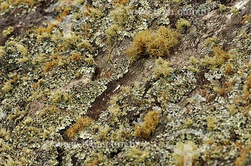  Subject: Mosses and lichens in a stone of Canteiros Valley at Canastra Mountain Range / Place: Sao Joao Batista do Gloria city - Minas Gerais state (MG) - Brazil / Date: 03/2013 