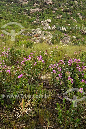  Subject: Altitude grasslands in the Serra da Canastra National Park / Place: Sao Roque de Minas city - Minas Gerais state (MG) - Brazil / Date: 03/2013 