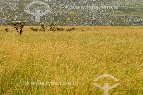  Subject: Altitude grasslands in the Serra da Canastra National Park / Place: Sao Roque de Minas city - Minas Gerais state (MG) - Brazil / Date: 03/2013 