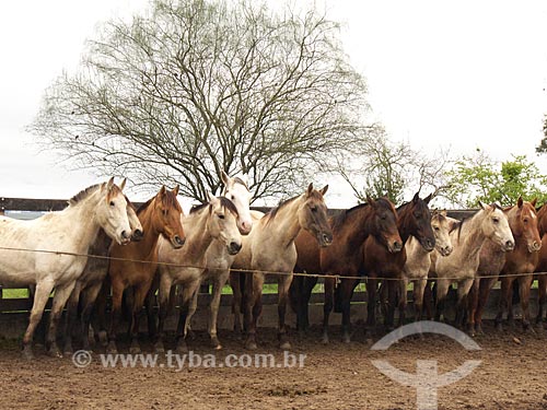  Subject: Horses lined up at the Bica Farm / Place: Musica district - Dom Pedrito city - Rio Grande do Sul state (RS) - Brazil / Date: 2012 