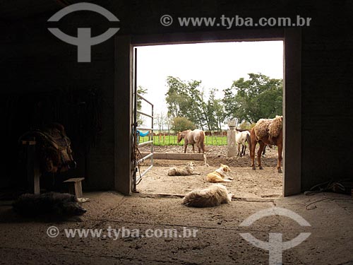  Subject: Shed with horses and dogs at Bica Farm / Place: Musica district - Dom Pedrito city - Rio Grande do Sul state (RS) - Brazil / Date: 2012 
