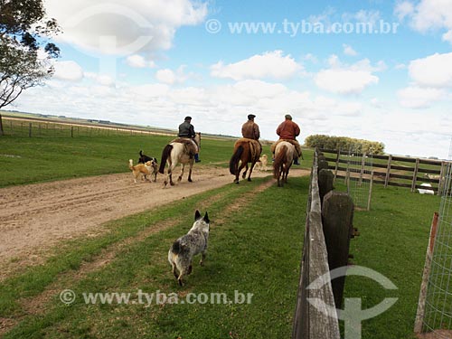  Subject: Cowboys leaving for work in the field at Bica Farm / Place: Musica district - Dom Pedrito city - Rio Grande do Sul state (RS) - Brazil / Date: 2012 