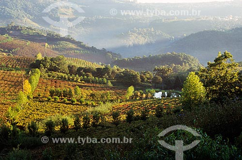  Subject: Landscape in the Valley of the Vineyards / Place: Bento Goncalves city - Rio Grande do Sul state (RS) - Brazil / Date: 2008 