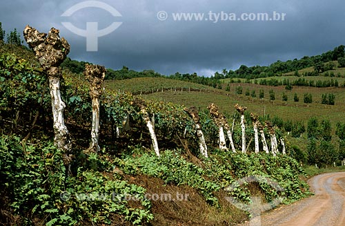  Subject: Vineyard at Valley of the Vineyards / Place: Bento Goncalves city - Rio Grande do Sul state (RS) - Brazil / Date: 2008 