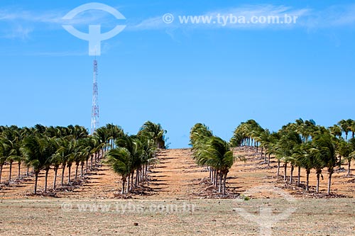  Subject: Coconut tree Power Substation of Pipa - Companhia Energetica do Rio Grande do Norte (COSERN) of the Neoenergia Group / Place: Pipa District - Tibau do Sul city - Rio Grande do Norte state (RN) - Brazil / Date: 03/2013 