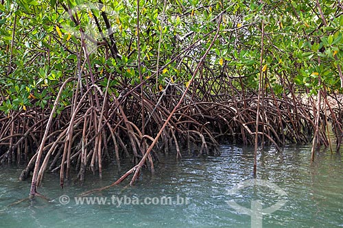  Subject: Red mangrove (Rhizophora mangle) in Guarairas Lagoon - also known as the Tibau Lagoon / Place: Pipa District - Tibau do Sul city - Rio Grande do Norte state (RN) - Brazil / Date: 03/2013 