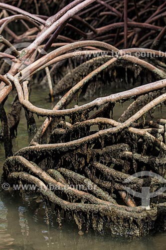  Subject: Roots of Red mangrove (Rhizophora mangle) in Guarairas Lagoon - also known as the Tibau Lagoon / Place: Pipa District - Tibau do Sul city - Rio Grande do Norte state (RN) - Brazil / Date: 03/2013 