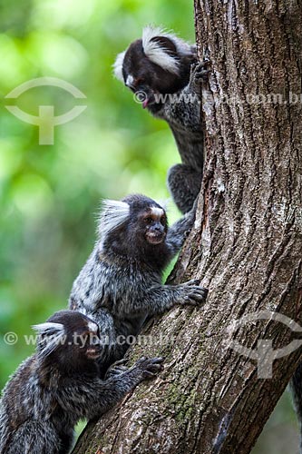  Subject: Common marmoset (Callithrix jacchus) at Ecological Sanctuary of Pipa / Place: Tibau do Sul city - Rio Grande do Norte state (RN) - Brazil / Date: 03/2013 