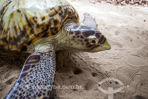  Subject: Prototypes with didactic purpose of Hawksbill sea turtle (Eretmochelys imbricata) in the Museum of the Ecological Sanctuary of Pipa / Place: Tibau do Sul city - Rio Grande do Norte state (RN) - Brazil / Date: 03/2013 