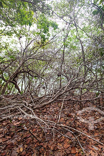  Subject: Vegetation where they inhabit, among others, liana, angelica and pau-ferro, in Ecological Sanctuary of Pipa / Place: Tibau do Sul city - Rio Grande do Norte state (RN) - Brazil / Date: 03/2013 