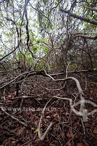  Subject: Vegetation where they inhabit, among others, liana, angelica and pau-ferro, in Ecological Sanctuary of Pipa / Place: Pipa District - Tibau do Sul city - Rio Grande do Norte state (RN) - Brazil / Date: 03/2013 
