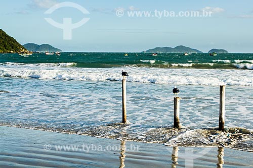  Subject: Seagull perched on stakes in Pantano do Sul Beach / Place: Pantano do Sul neighborhood - Florianopolis city - Santa Catarina state (SC) - Brazil / Date: 04/2013 