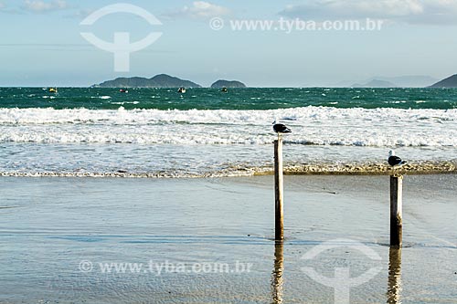  Subject: Seagull perched on stakes in Pantano do Sul Beach / Place: Pantano do Sul neighborhood - Florianopolis city - Santa Catarina state (SC) - Brazil / Date: 04/2013 