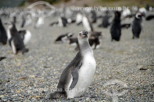  Subject: Magellanic Penguin (Spheniscus magellanicus) with cub on Isla Martillo (Martillo Island) / Place: Ushuaia city - Tierra del Fuego Province - Argentina - South America / Date: 01/2012 