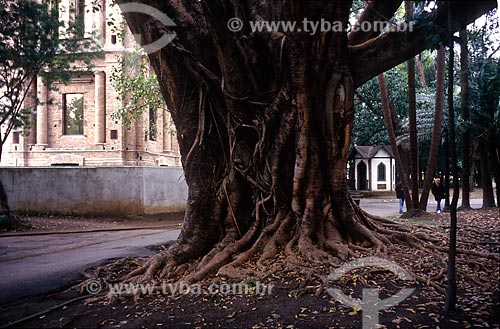  Subject: Detail of trunk of False-rubber trees (Ficus elastica) with Pinacoteca do Estado de Sao Paulo in the background / Place: Sao Paulo city - Sao Paulo state (SP) - Brazil / Date: 1999 