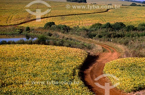  Subject: Dirt road cutting through planting soybeans / Place: Passo Fundo city - Rio Grande do Sul state (RS) - Brazil / Date: 2004 