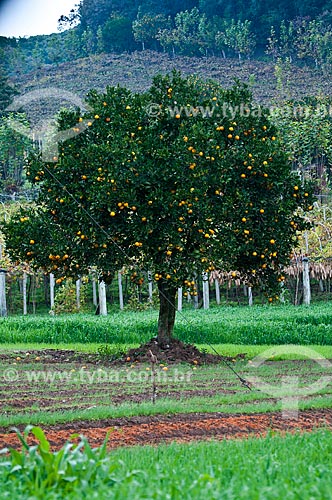  Subject: Oranges still at Oranger Tree (Citrus sinensis) / Place: Rio Grande do Sul state (RS) - Brazil / Date: 05/2013 