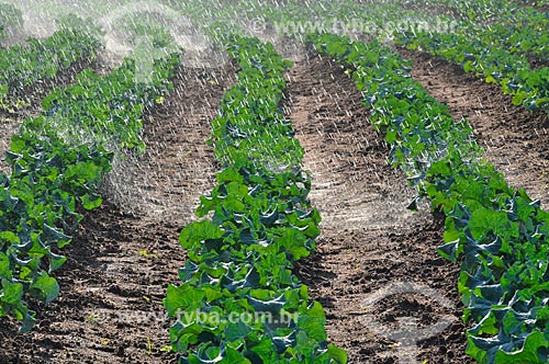  Subject: Irrigation at broccoli planting / Place: Sao Jose do Rio Preto city - Sao Paulo state (SP) - Brazil / Date: 05/2013 