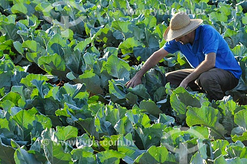  Subject: Rural worker at cauliflower planting / Place: Sao Jose do Rio Preto city - Sao Paulo state (SP) - Brazil / Date: 05/2013 