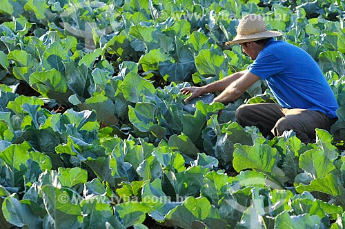  Subject: Rural worker at cauliflower planting / Place: Sao Jose do Rio Preto city - Sao Paulo state (SP) - Brazil / Date: 05/2013 