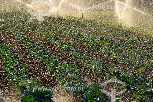  Subject: Irrigation at broccoli planting / Place: Sao Jose do Rio Preto city - Sao Paulo state (SP) - Brazil / Date: 05/2013 