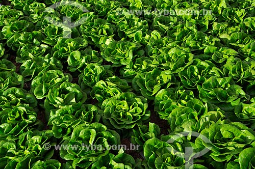  Subject: Salanova Lettuce planting with hydroponic technique / Place: Sao Jose do Rio Preto city - Sao Paulo state (SP) - Brazil / Date: 05/2013 
