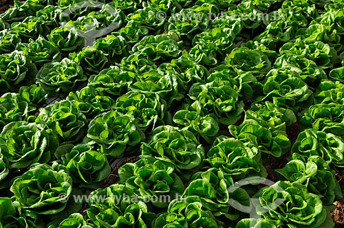  Subject: Salanova Lettuce planting with hydroponic technique / Place: Sao Jose do Rio Preto city - Sao Paulo state (SP) - Brazil / Date: 05/2013 
