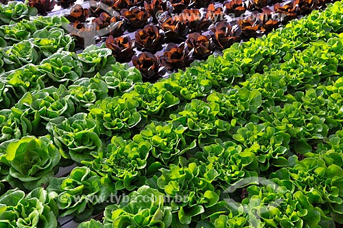  Subject: Salanova Lettuce and Salanova Purple Lettuce planting with hydroponic technique / Place: Sao Jose do Rio Preto city - Sao Paulo state (SP) - Brazil / Date: 05/2013 
