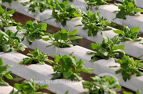  Subject: Spinach planting with hydroponic technique / Place: Sao Jose do Rio Preto city - Sao Paulo state (SP) - Brazil / Date: 05/2013 