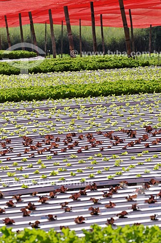  Subject: Salanova Curly Lettuce and Salanova Curly Purple Lettuce planting with hydroponic technique / Place: Sao Jose do Rio Preto city - Sao Paulo state (SP) - Brazil / Date: 05/2013 