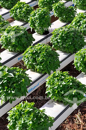  Subject: Basil planting with hydroponic technique / Place: Sao Jose do Rio Preto city - Sao Paulo state (SP) - Brazil / Date: 05/2013 
