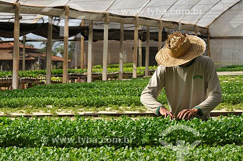  Subject: Rural worker at watercress planting with hydroponic technique / Place: Sao Jose do Rio Preto city - Sao Paulo state (SP) - Brazil / Date: 05/2013 