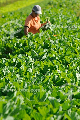  Rural worker in harvesting kale  - Sao Jose do Rio Preto city - Brazil