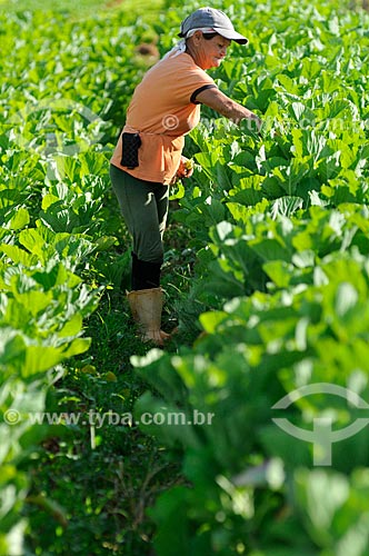  Rural worker in harvesting kale  - Sao Jose do Rio Preto city - Brazil