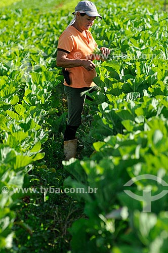  Rural worker in harvesting kale  - Sao Jose do Rio Preto city - Brazil