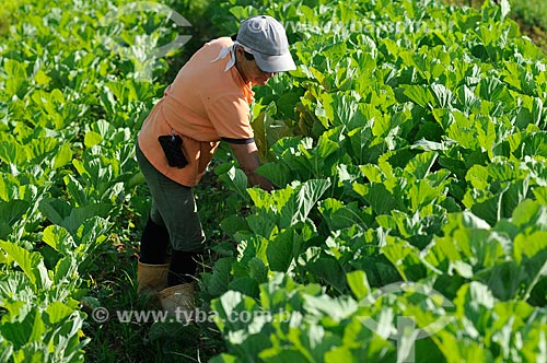  Rural worker in harvesting kale  - Sao Jose do Rio Preto city - Brazil