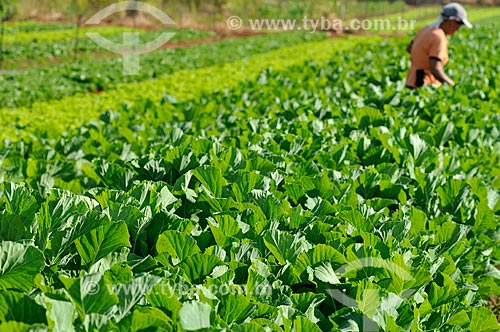  Rural worker in harvesting kale  - Sao Jose do Rio Preto city - Brazil