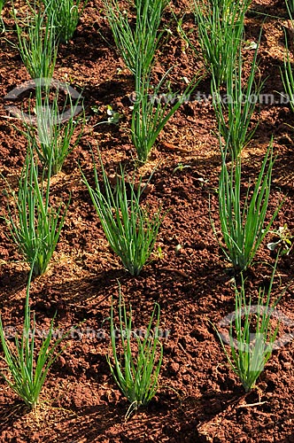  Subject: Chive planting / Place: Sao Jose do Rio Preto city - Sao Paulo state (SP) - Brazil / Date: 05/2013 