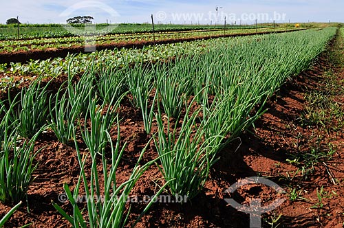  Subject: Chive planting / Place: Sao Jose do Rio Preto city - Sao Paulo state (SP) - Brazil / Date: 05/2013 