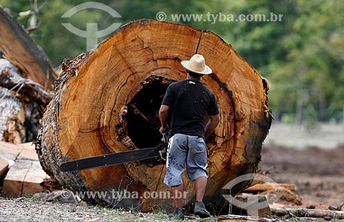  Subject: Man cutting chestnut tree / Place: Parintins city - Amazonas state (AM) - Brazil / Date: 07/2013 