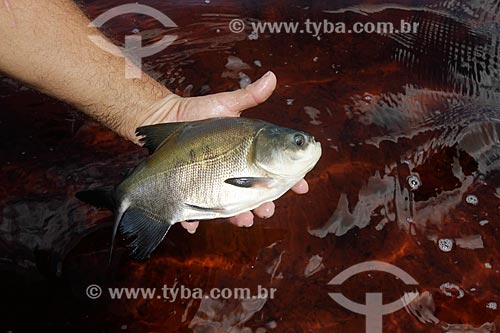  Subject: Fisherman holding fingerling of tambaqui, traditional fish of the Amazon region / Place: Amazonas state (AM) - Brazil / Date: 04/2013 