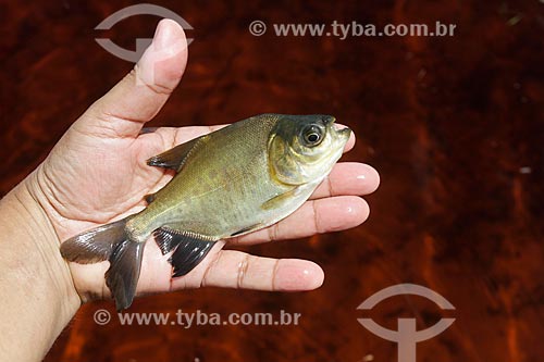  Subject: Fisherman holding fingerling of tambaqui, traditional fish of the Amazon region / Place: Amazonas state (AM) - Brazil / Date: 04/2013 