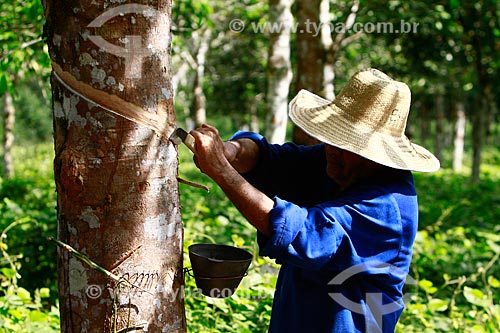  Technical EMBRAPA collecting latex an experimental plantation of rubber trees of the Amazon  - Itacoatiara city - Amazonas state (AM) - Brazil