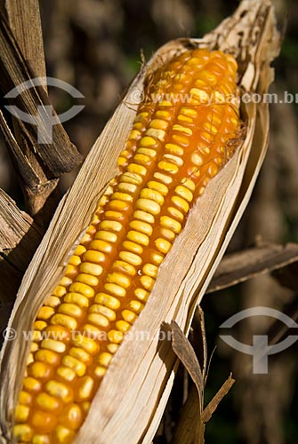  Subject: Details of the corn cob / Place: Colina city - Sao Paulo state (SP) - Brazil / Date: 03/2010 