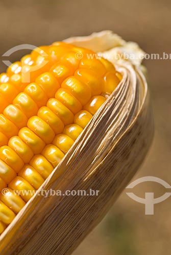  Subject: Details of the corn cob / Place: Colina city - Sao Paulo state (SP) - Brazil / Date: 03/2010 