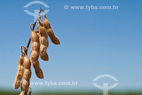  Subject: Details of the soybean pod / Place: Colina city - Sao Paulo state (SP) - Brazil / Date: 03/2010 