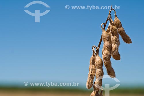  Subject: Details of the soybean pod / Place: Colina city - Sao Paulo state (SP) - Brazil / Date: 03/2010 