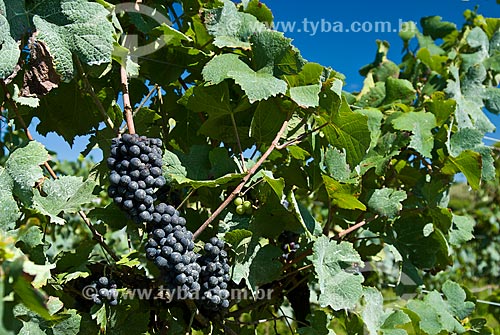  Subject: Detail of vineyard of Pinot Noir grape / Place: Nova Padua city - Rio Grande do Sul state (RS) - Brazil / Date: 01/2012 
